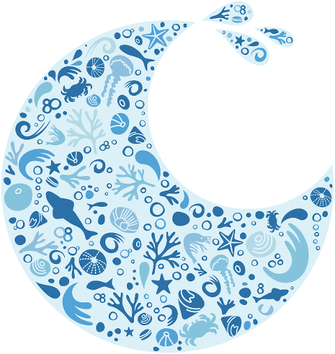 wave-shapes-tiny-shark-shell-9305778