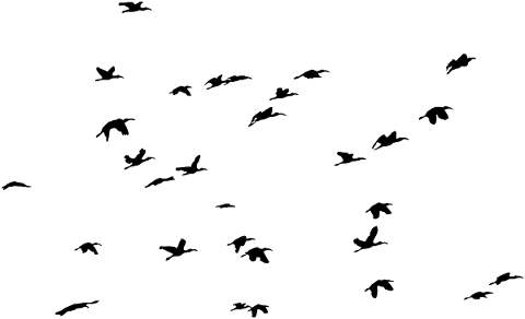 birds-silhouette-animals-flying-5138541