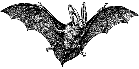 bat-animal-flying-wings-halloween-7258875