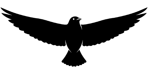bird-flying-silhouette-black-white-10052575