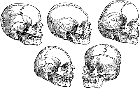 skull-head-line-art-bones-cranium-5244925