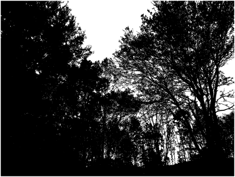 forest-trees-silhouette-branches-5142640