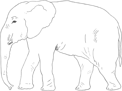 elephant-animal-line-art-pachyderm-5198137