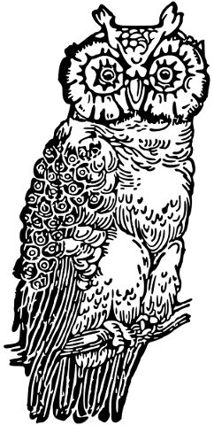 owl-bird-line-art-animal-vintage-5233493