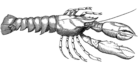 lobster-animal-line-art-crustacean-7384707