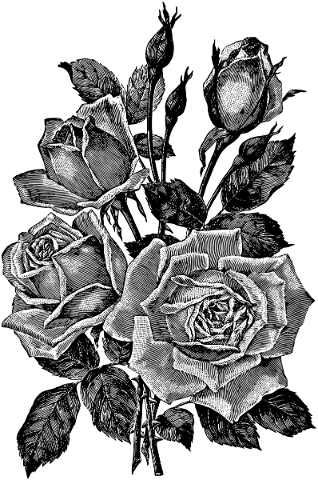 roses-flowers-line-art-decorative-5130420