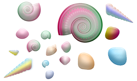 seashells-shell-beach-sea-ocean-4804434