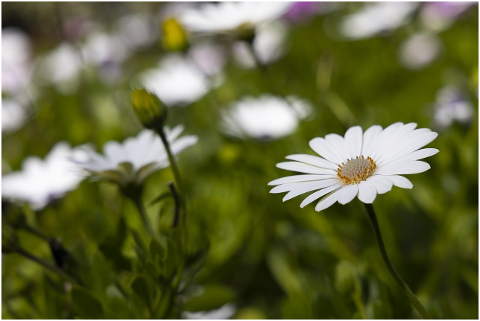 flower-daisy-spring-plant-nature-6054151