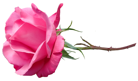 flower-pink-fragrant-rose-stem-4825808