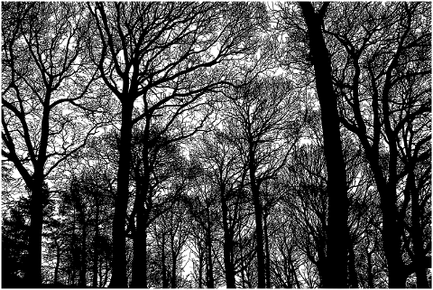 forest-trees-woods-monochrome-7148262