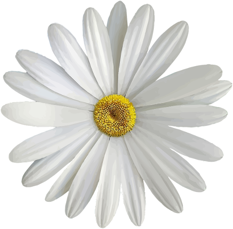 marguerite-white-bloom-flower-4740537