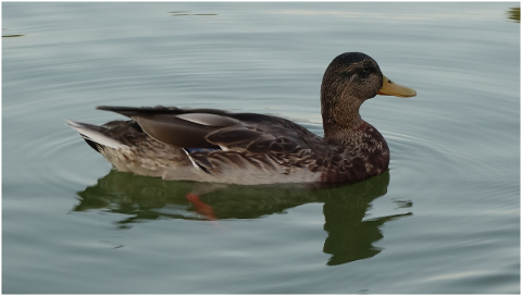 duck-animal-bird-water-4339773