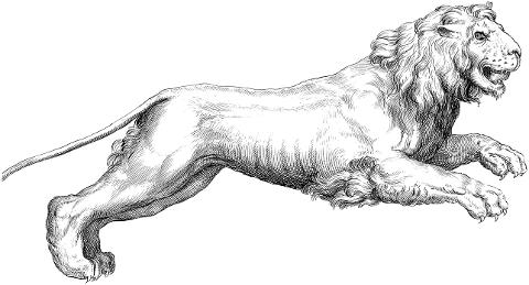lion-animal-line-art-feline-6476494