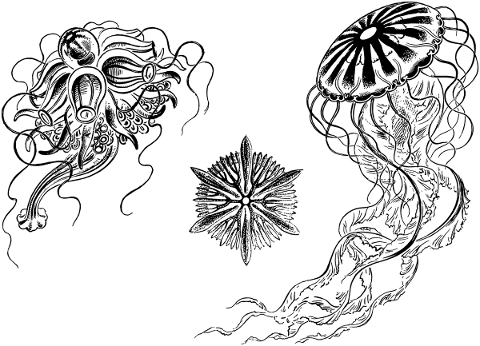 jellyfish-animal-marine-water-5156340
