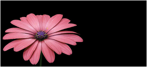 pink-flower-petals-bloom-blossom-6184859