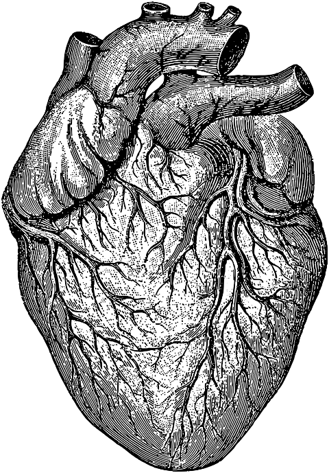 heart-organ-line-art-biology-7525978