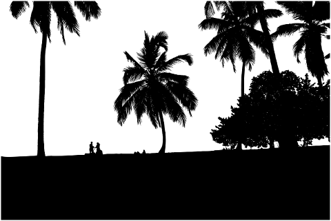 palm-trees-nature-silhouette-trees-6548898