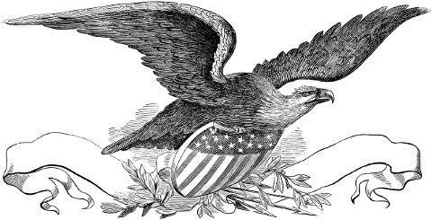 bald-eagle-americana-united-states-7933644