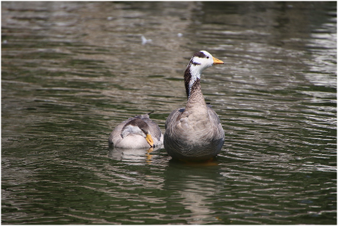 geese-bar-headed-geese-pond-birds-6061613