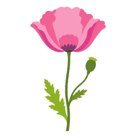 poppy-pink-flower-botanical-blossom-10366760