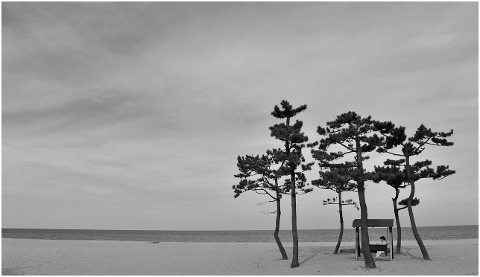beach-black-and-white-pine-solitude-4586064