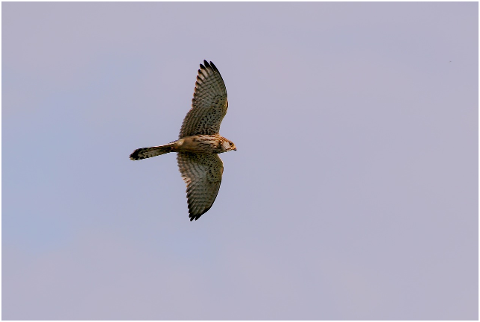 valk-bird-of-prey-plumage-wings-4551277