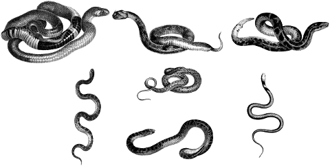 snakes-animals-line-art-serpents-4524803