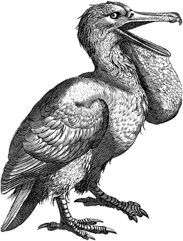 pelican-bird-animal-line-art-4804085