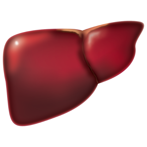 liver-medicine-biology-anatomy-4847972
