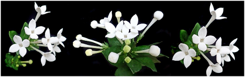 flowers-white-bouvardia-perfume-5192962