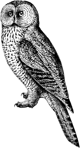 owl-bird-line-art-animal-vintage-4472624