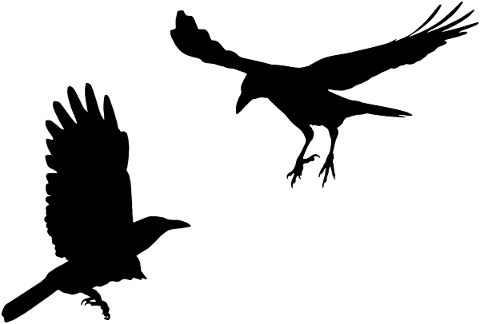raven-crow-silhouette-animal-bird-5556548