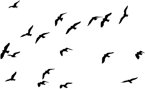 birds-silhouette-animals-flying-5081316