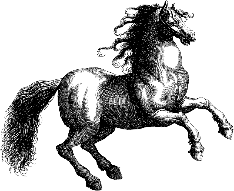 vintage-horse-line-art-equine-4162277