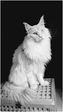 cat-mainecoon-feline-white-5042691