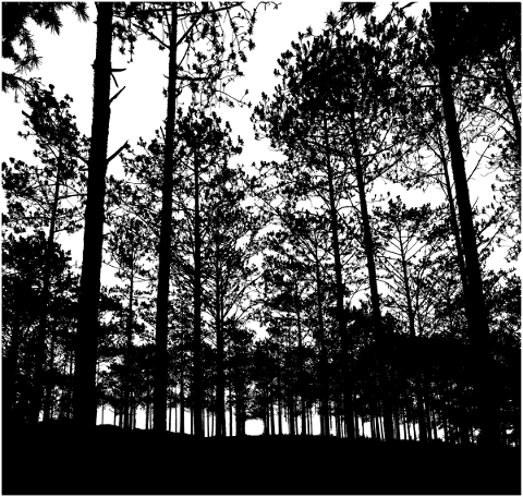 forest-trees-silhouette-branches-5161181
