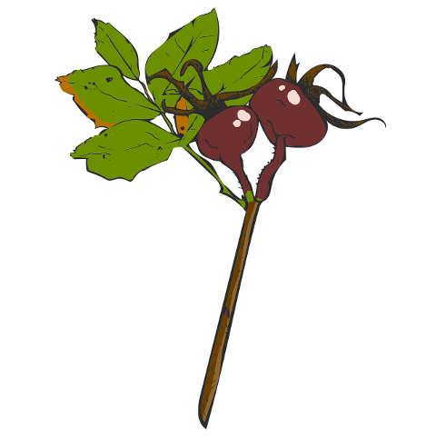 twig-rose-hip-nature-fall-leaf-4527983