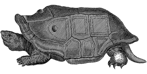 turtle-tortoise-shell-reptile-5677349