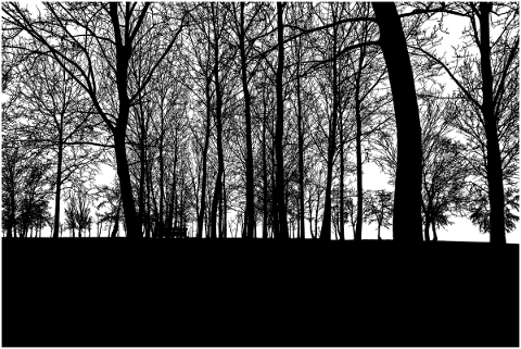 forest-trees-silhouette-branches-4774463