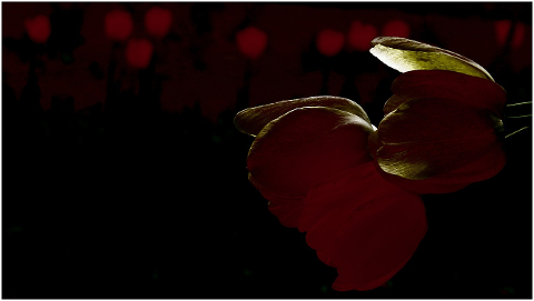 tulips-flowers-cut-red-darkness-4519111