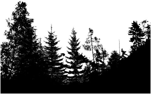 nature-forest-fir-silhouette-4762812