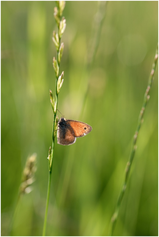 butterfly-orange-wing-grass-green-5215606