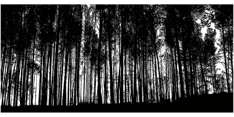 forest-trees-silhouette-detailed-4027242