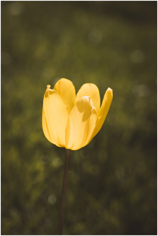 tulip-flower-blossom-bloom-yellow-5153508