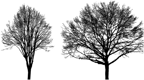 tree-landscape-silhouette-plant-5151187