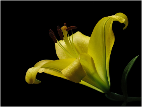 daylily-yellow-flower-blossom-4378144