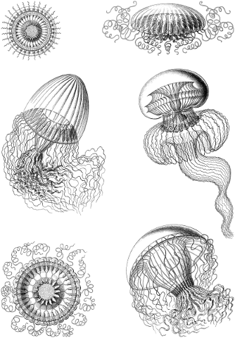 jellyfish-animal-marine-water-4880308