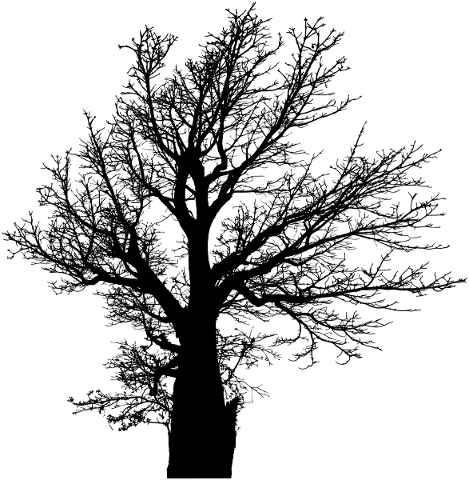 tree-branches-silhouette-trunk-5733481