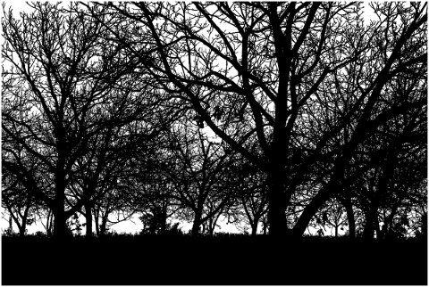 forest-trees-silhouette-branches-5164342