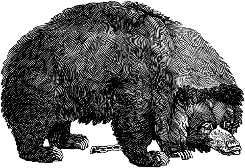 bear-animal-line-art-wildlife-5325881